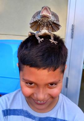 A lizard sits on top of a boy child's head