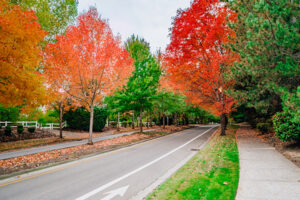 Tree-lined street with red, orange, and green foliage on a clear day. Sidewalk with grass and fallen leaves to the right, split road with arrow markings.