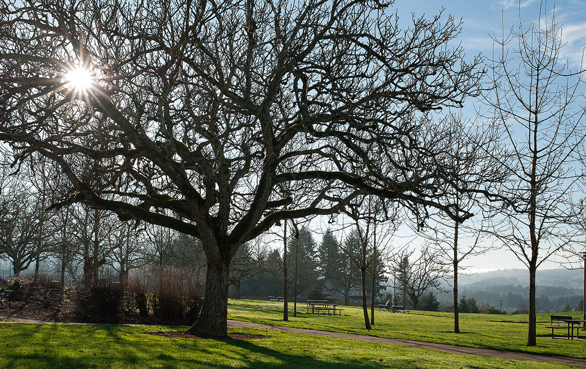 A large tree with bare branches stands in a grassy park. Sunlight peeks through the branches. Picnic tables and trees are visible in the background under a clear blue sky.