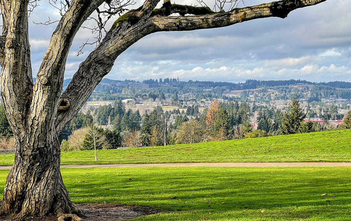 A large tree with bare branches stands in a grassy park, overlooking a distant town and forested landscape under a cloudy sky.