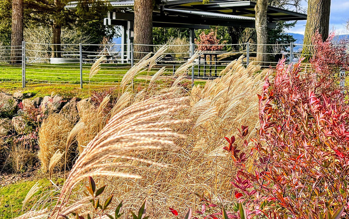 Grasses sway in the foreground with a pavilion and trees in the background, surrounded by a metal fence and lush vegetation.