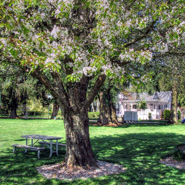 Cherry blossom tree in full bloom stands in a green park with a picnic table beneath it and a white house in the background.