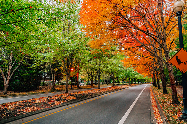 A tree-lined road with vibrant green, yellow, and red autumn foliage. Fallen leaves scatter the ground. A pedestrian crossing sign is visible on the right.
