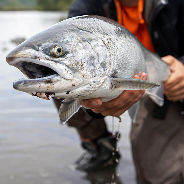 Person holding a large fish above a body of water, showcasing its size and features.