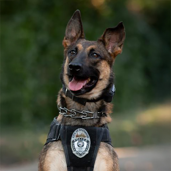 A German Shepherd wearing a police K9 harness sits alert with its tongue out against a blurred green background.