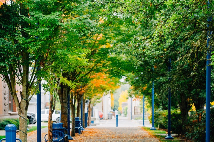 A tree-lined pathway with blue lamp posts and benches, covered in fallen autumn leaves. Buildings are visible in the background.