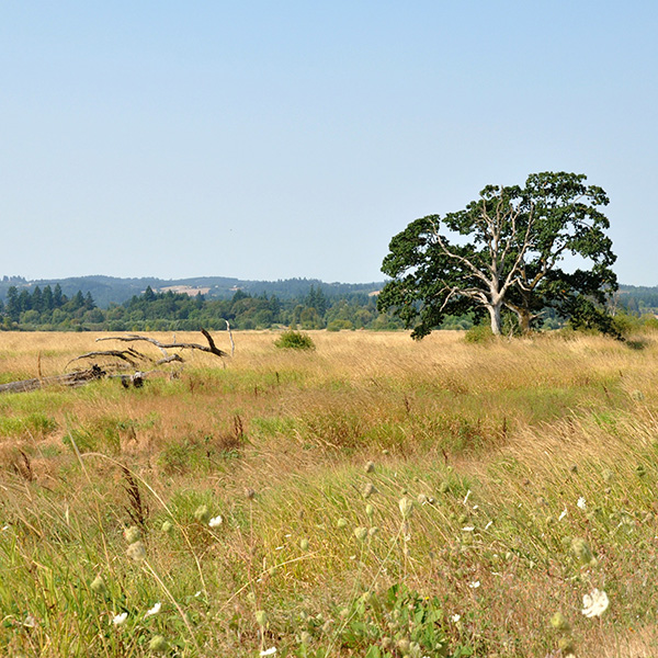 A solitary tree stands in a grassy field under a clear blue sky, with distant hills and foliage in the background.