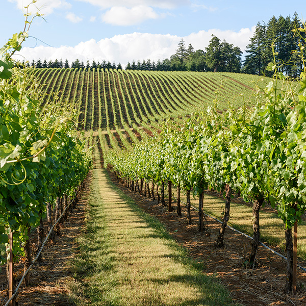 Vineyard with rows of grapevines stretching into the distance, under a partly cloudy sky, surrounded by trees.