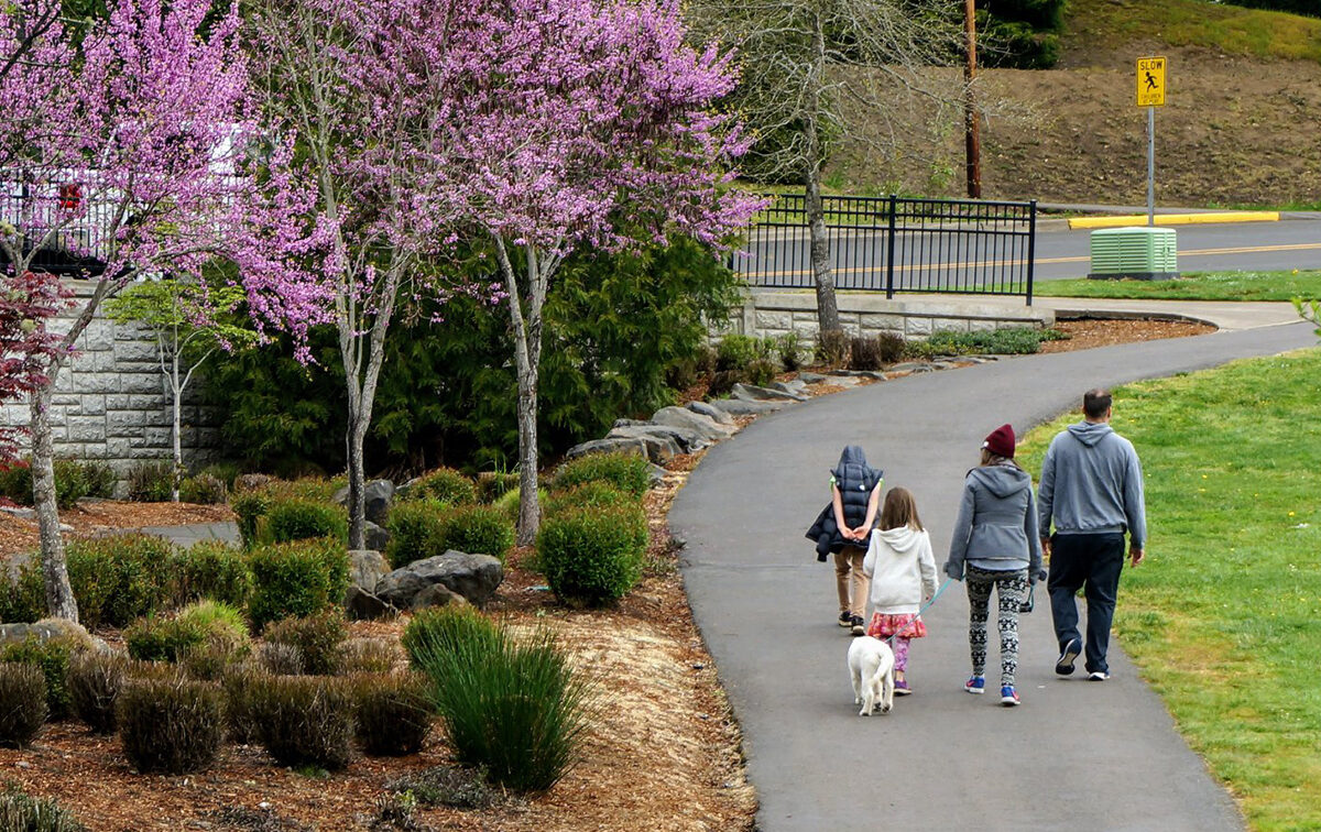 A family and a dog walk along a paved path in a park with blooming pink trees.