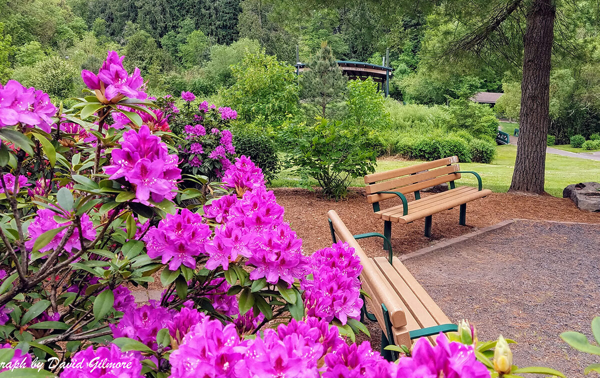 Park scene with blooming purple flowers in the foreground, two wooden benches on a path, and a backdrop of lush green trees.