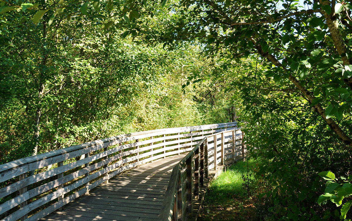 A wooden boardwalk surrounded by dense greenery and trees in a sunny, forested area.