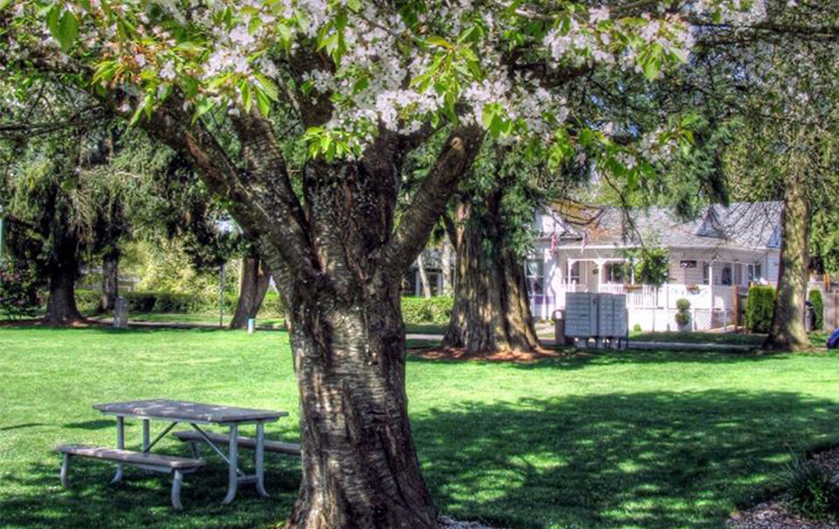 A blooming tree with white flowers stands next to a picnic table in a green park, with a house visible in the background.