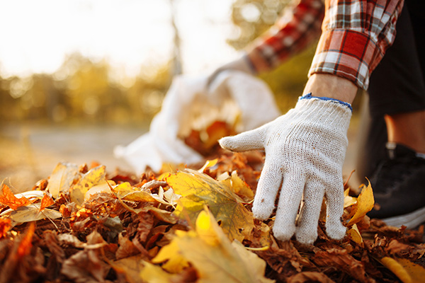Male volunteer grabs a pile of fallen leaves and puts them into a garbage bag in the park. Man wearing gloves stacks the old colorful yellow and red leaves into a sack. Seasonal cleaning concept