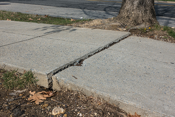 Uneven sidewalk and crack caused by growing tree roots, an urban
