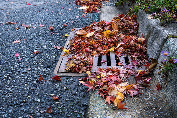 Fall leaves block a storm drain grate.
