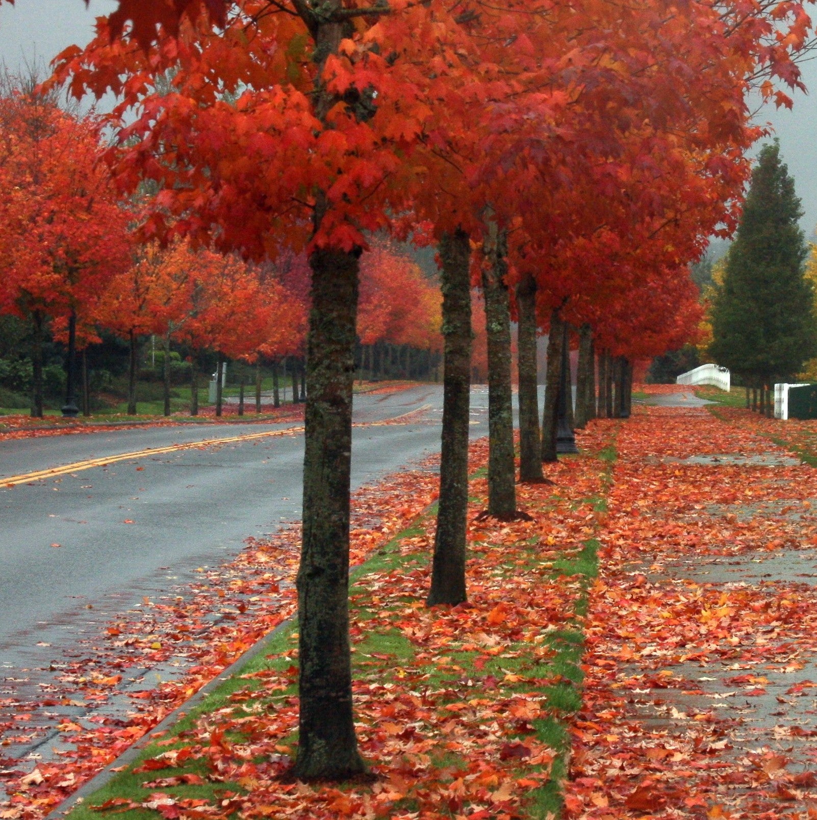 A row of trees with bright red autumn leaves lines a sidewalk; fallen leaves cover the grass and pavement on a cloudy day.