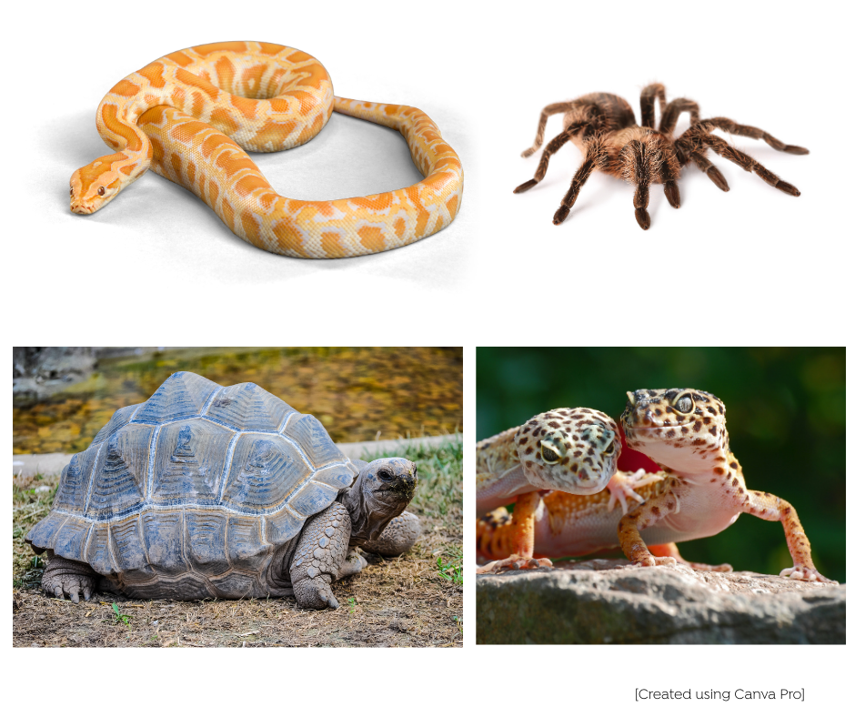 A collage showing a yellow snake, a brown tarantula, a large tortoise on the ground, and two geckos interacting on a rock.