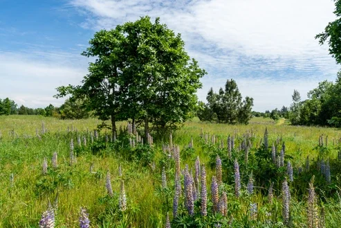 Green meadow with tall grass and purple wildflowers, centered around a tree under a partly cloudy sky.
