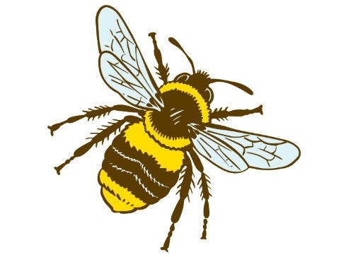 Illustration of a bee with yellow and black stripes, transparent wings, and six legs on a white background.