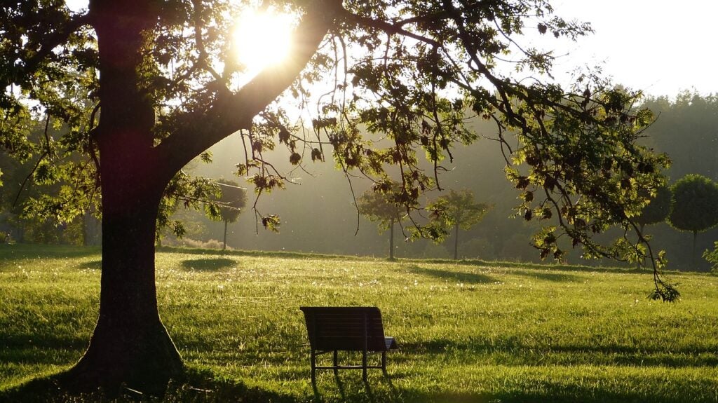 A wooden bench sits under a large tree in a sunlit grassy field, with sunlight filtering through the branches.