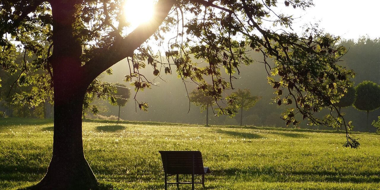 A wooden bench sits under a large tree in a sunlit grassy field, with sunlight filtering through the branches.