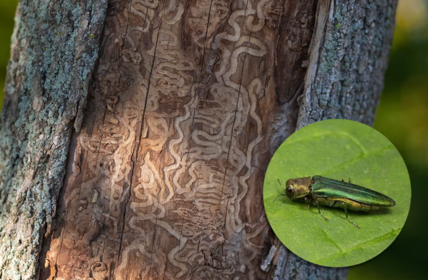 Tree bark with winding tunnels made by larvae, and an inset showing a metallic green beetle on a leaf, likely the emerald ash borer.