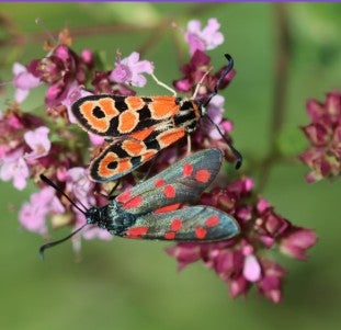 Two burnet moths perched on a cluster of small pink flowers.